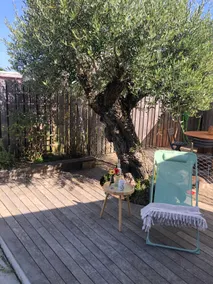 The olive tree - Marzan (South Morbihan) - Image 5