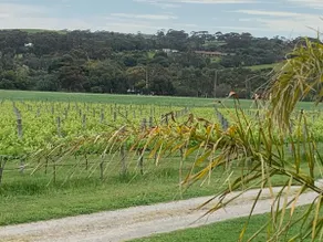 Vineyard Farm Home - Image 5