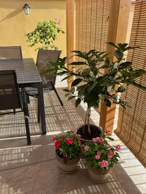 Nela's Terrace - Image 2