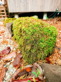 Mossy Creekside Cottage - Image 4