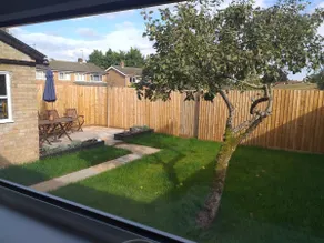 Apple tree - Image 2