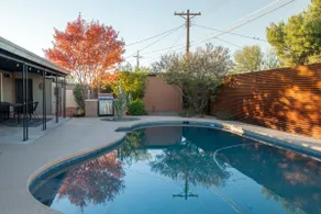 The Velvet Mesquite - Image 2