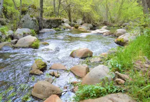 Trout River Cabin - Cozy Quiet Peaceful Retreat - Image 2