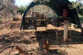 Cretan Rural Stay in Private Olive Grove Cottage - Image 3