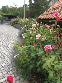 Schwepnitz vacation home - Image 4