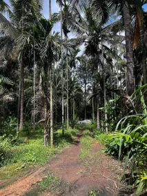 Palm Stays - 2.5 acres of Greenary - Image 2