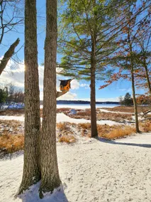 Lakeside Log Cabin + Hot Tub - Image 3