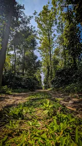 Coffee Charm stay - (Hippla plantation stay) - Image 5