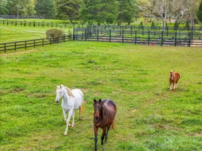 Fox Hill Farm Guest Cottage Retreat - Image 4