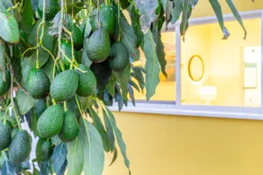 Peace and Privacy at Bungalow among Avocado Trees - Image 2