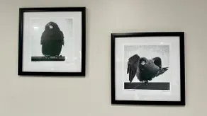 The Crow's Nest - Image 2
