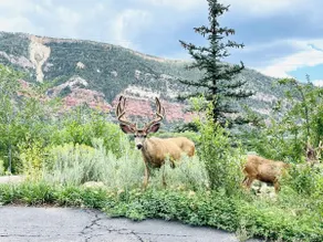 Studio 203: Amazing Mtn Views - Image 3