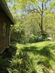 Freedom in the Forest - Image 5