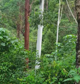 Freedom in the Forest - Image 4