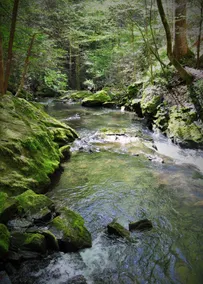 Creekside Hideaway - Peaceful tiny home w/ privacy - Image 4