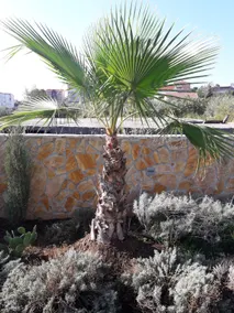 Palm paradise 2 - Image 2