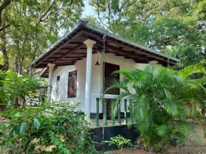 Yala Jungle view - Image 2