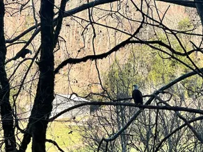Clinch River farm stay -stunning mountain views - Image 5