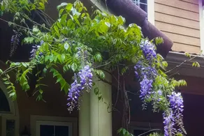 Wisteria Lane Forest Retreat in Olympia - Image 3