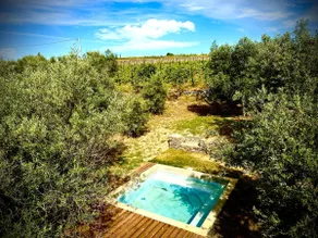 Piscos Olival - Image 2