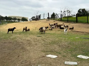 Hilltop Retreat with Sheep - Image 2