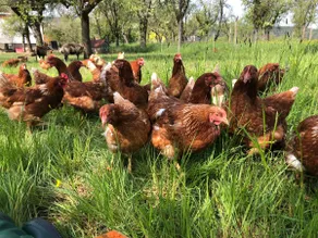 Farm vacation - Image 5
