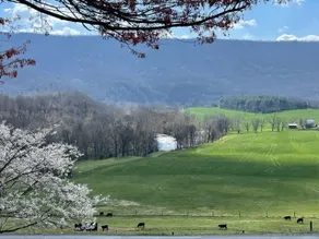 Teaberry Hill - “Million dollar view” - Image 2