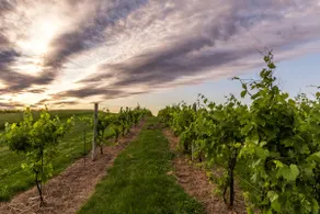 Wild Hills Winery Vineyard Stay – Private & Scenic - Image 4