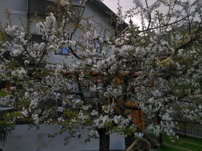 Högler Apartment - Image 2