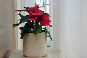 Cozy little home - Image 3