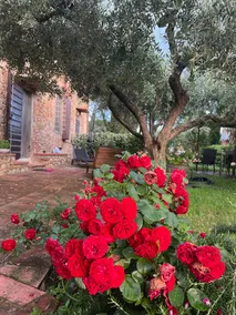 Le Piccole Scalette \"Under the Tuscan Sun\" - Image 5