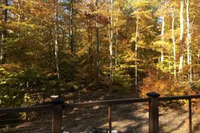 Washington Island Fern Woods - Image 5