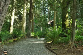 Pvt Cabin 10 acre Forest w/ Fireplace, Dog OK - Image 4