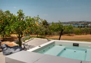 Orange Tree - Image 4