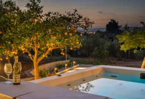 Orange Tree - Image 5