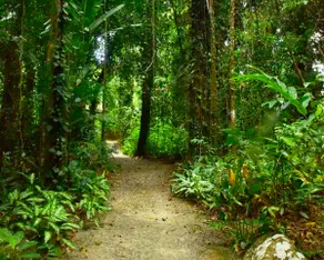 Cairns Rainforest Hideaway - Image 5