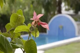 Ajoupas Barbados No.4 AC, pool, near beach - Image 4