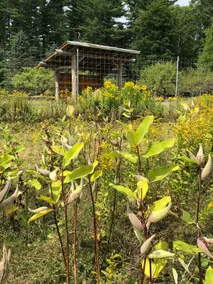 Apple Orchard & Forest Retreat with Woodland Pond - Image 5