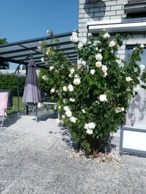Fully equipped nice holiday home with terrace, barbeque & garden | Nature view | Dogs allowed - Image 3