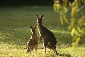 Lake Weyba Noosa Lodge & Kangaroos - Image 5