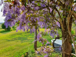 Hemingway's on the Hill, beautiful country views. - Image 4