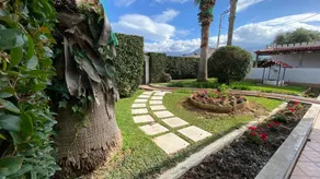 Patras Palm Tree - Image 4