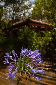 Clavellino House en Villa de Leyva - Tranquilidad y Naturaleza en Reserva Natural Urbana! - Image 2