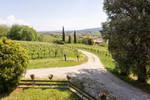 A house in the vineyard - Image 5
