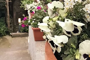 Anna's Lemon Garden - Image 5