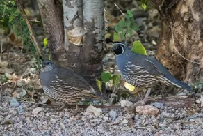 Panoramic Palapa Room, birding paradise - Image 5
