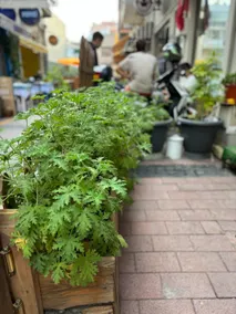 Kordon, Bazaar in the center of the city - Image 2