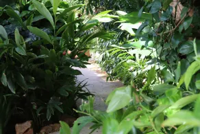 Romantic studio by pool and tropical garden - Image 4