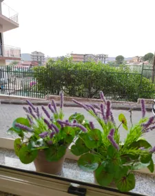 Quiet 3-bedroom apartment near Catania - Image 2