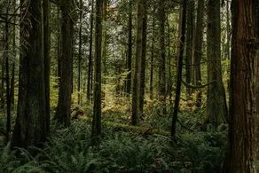 The Pacific Northwest Getaway - Image 5